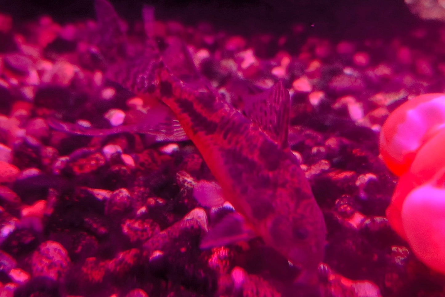 Corydora Paleatus