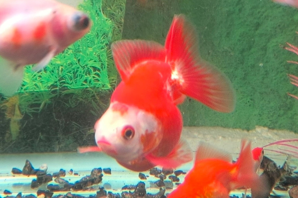 Ryukin