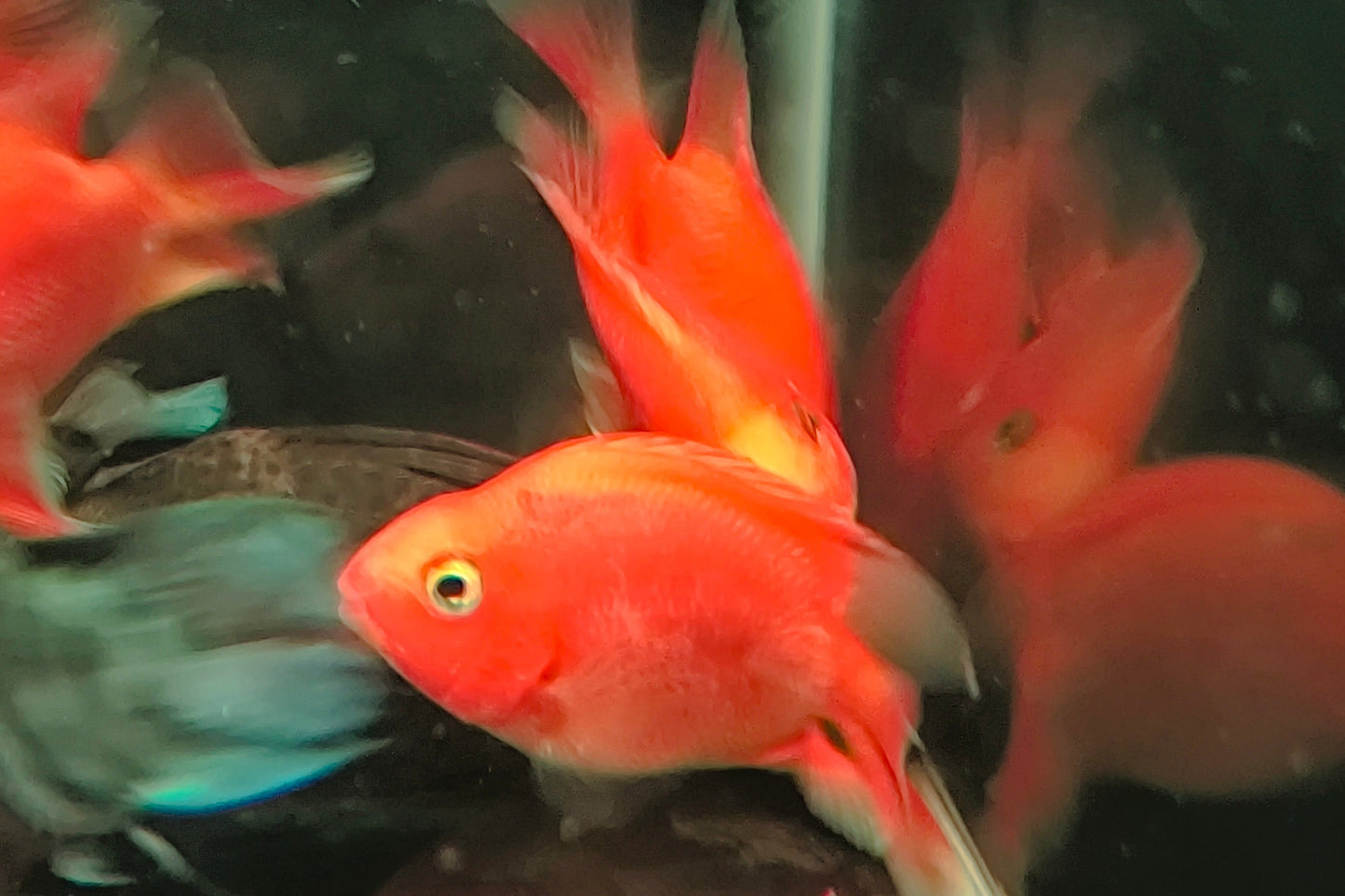 Parrot Blood