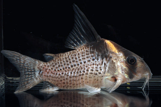 Corydora Nubosa