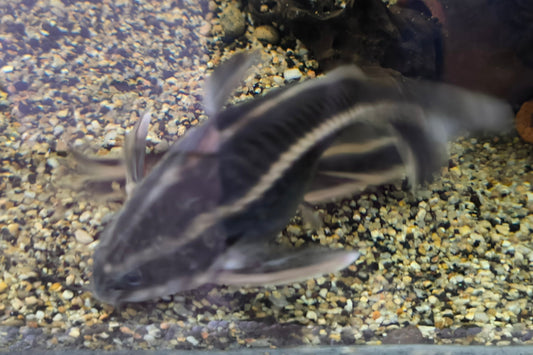 Rafle (platidora costatus)