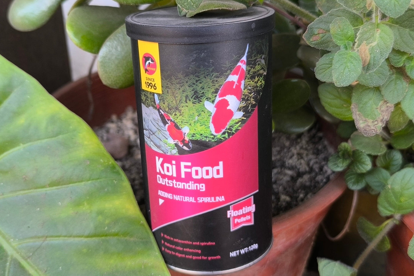 Alimento Koi porpoise