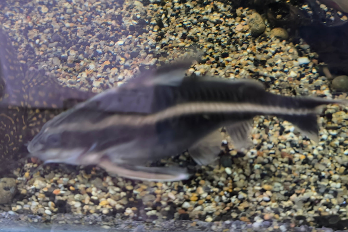 Rafle (platidora costatus)
