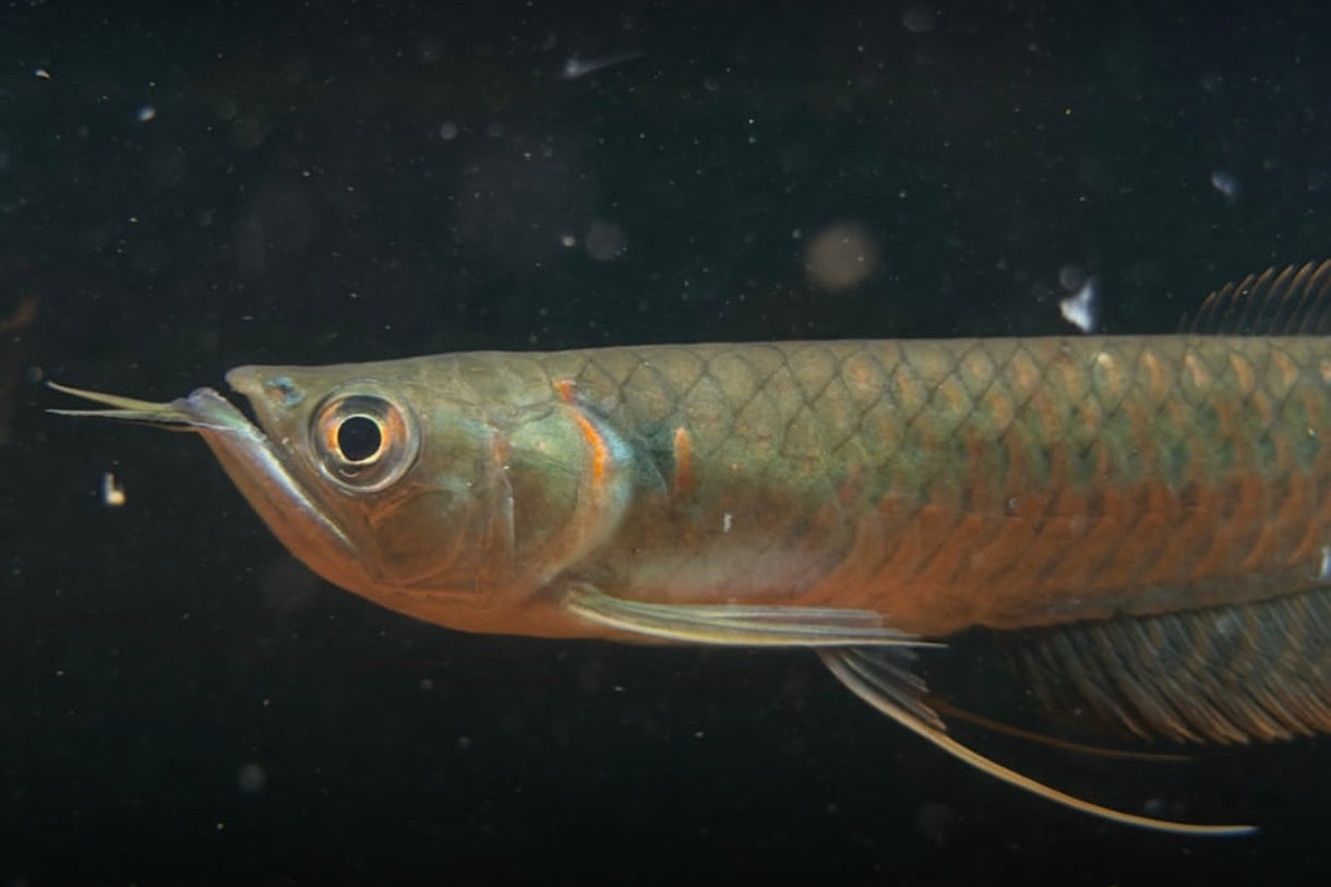 Arowana Silver