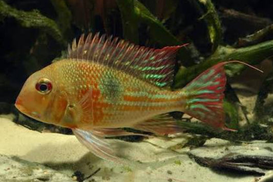 Geophagus Abalios