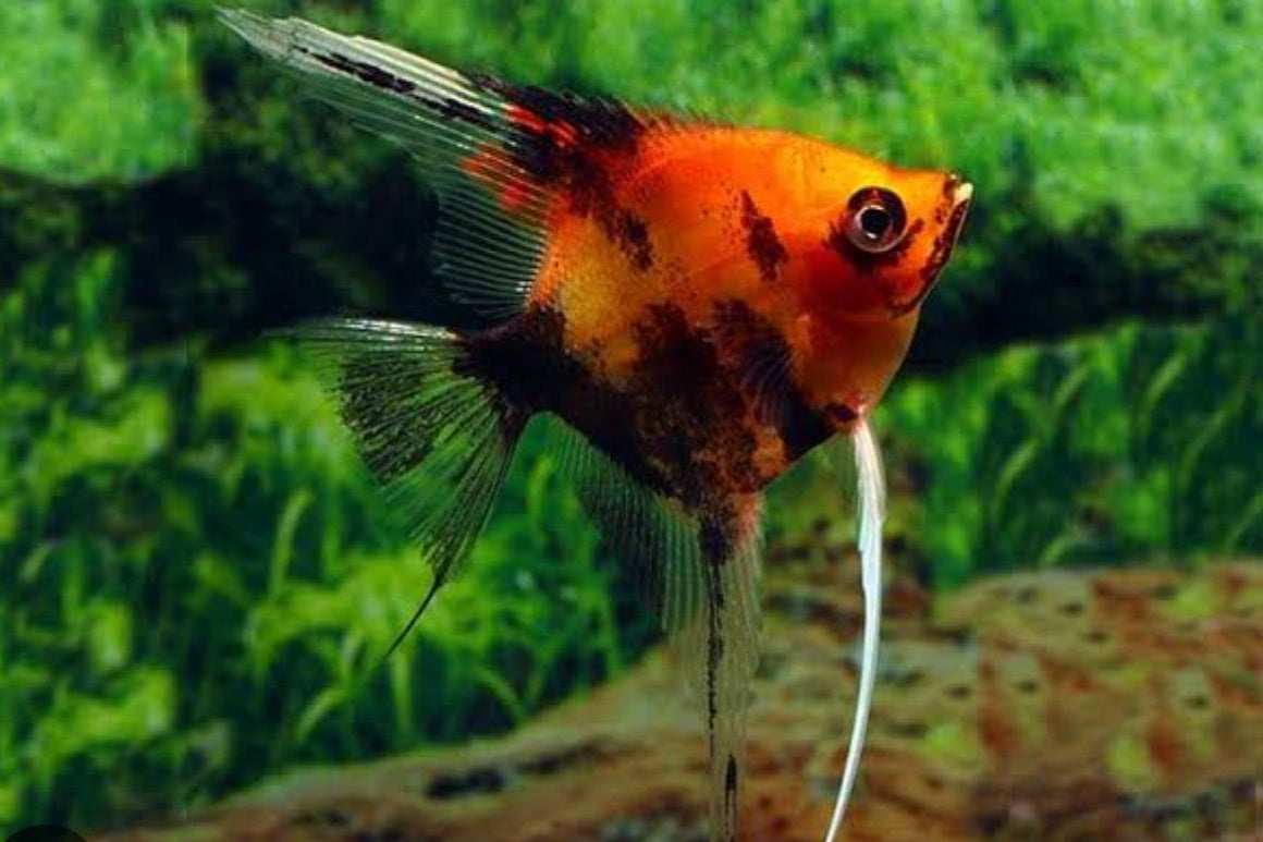 Escalar Red Devil