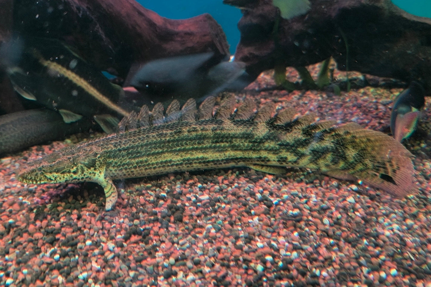 Dragón Lapradei (Polipterus Lapradei)