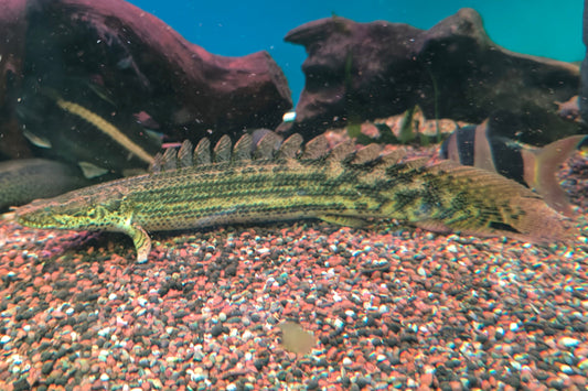 Dragón Lapradei (Polipterus Lapradei)
