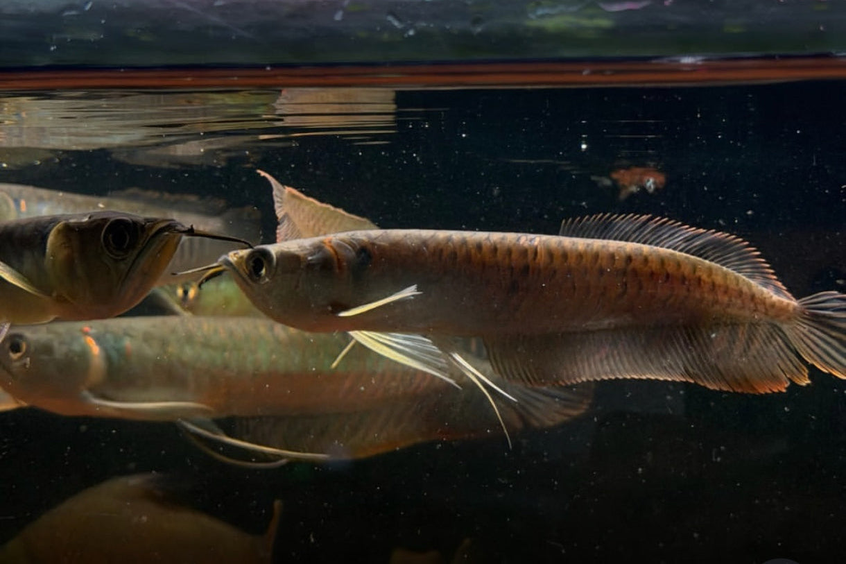 Arowana Silver