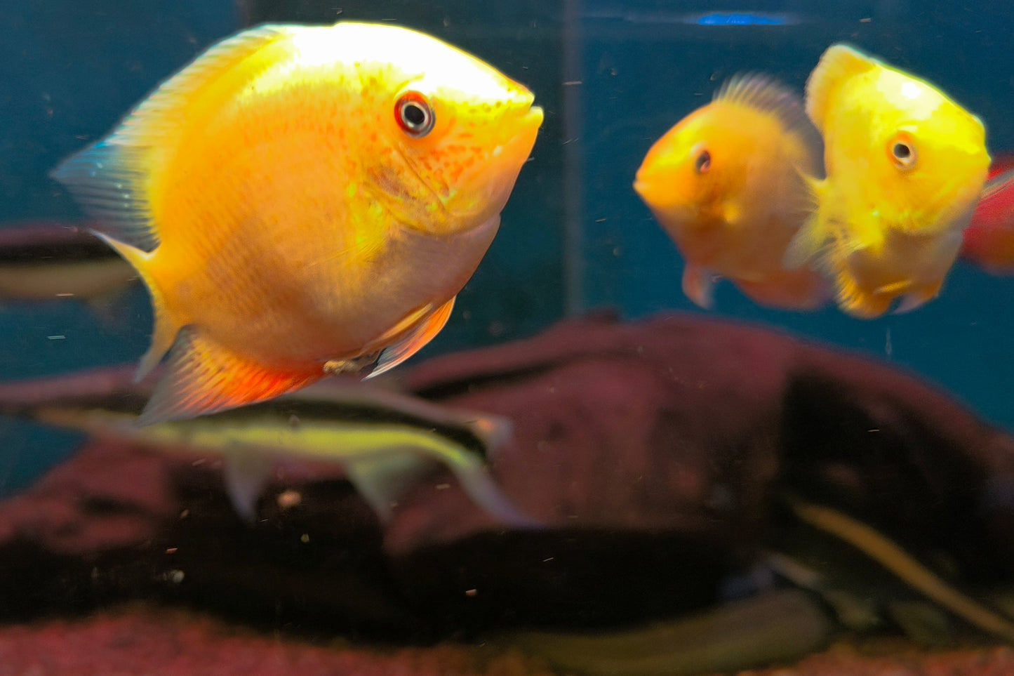 Severum Gold