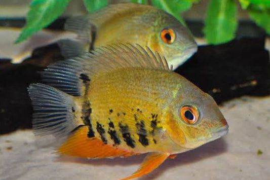 Severum Green Tigre