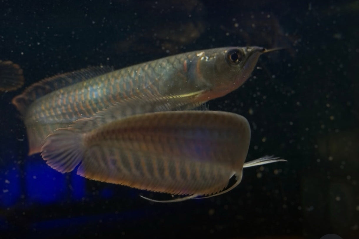 Arowana Silver