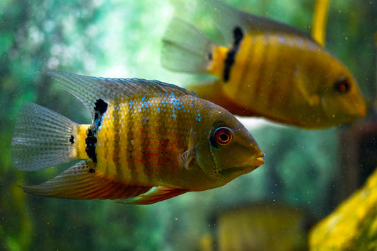 Severum Liberifer
