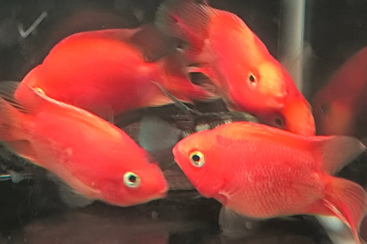 Parrot Blood