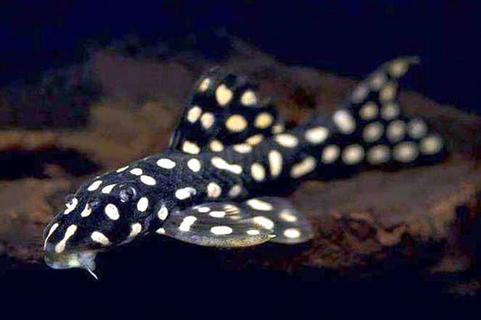 Pleco punto de oro