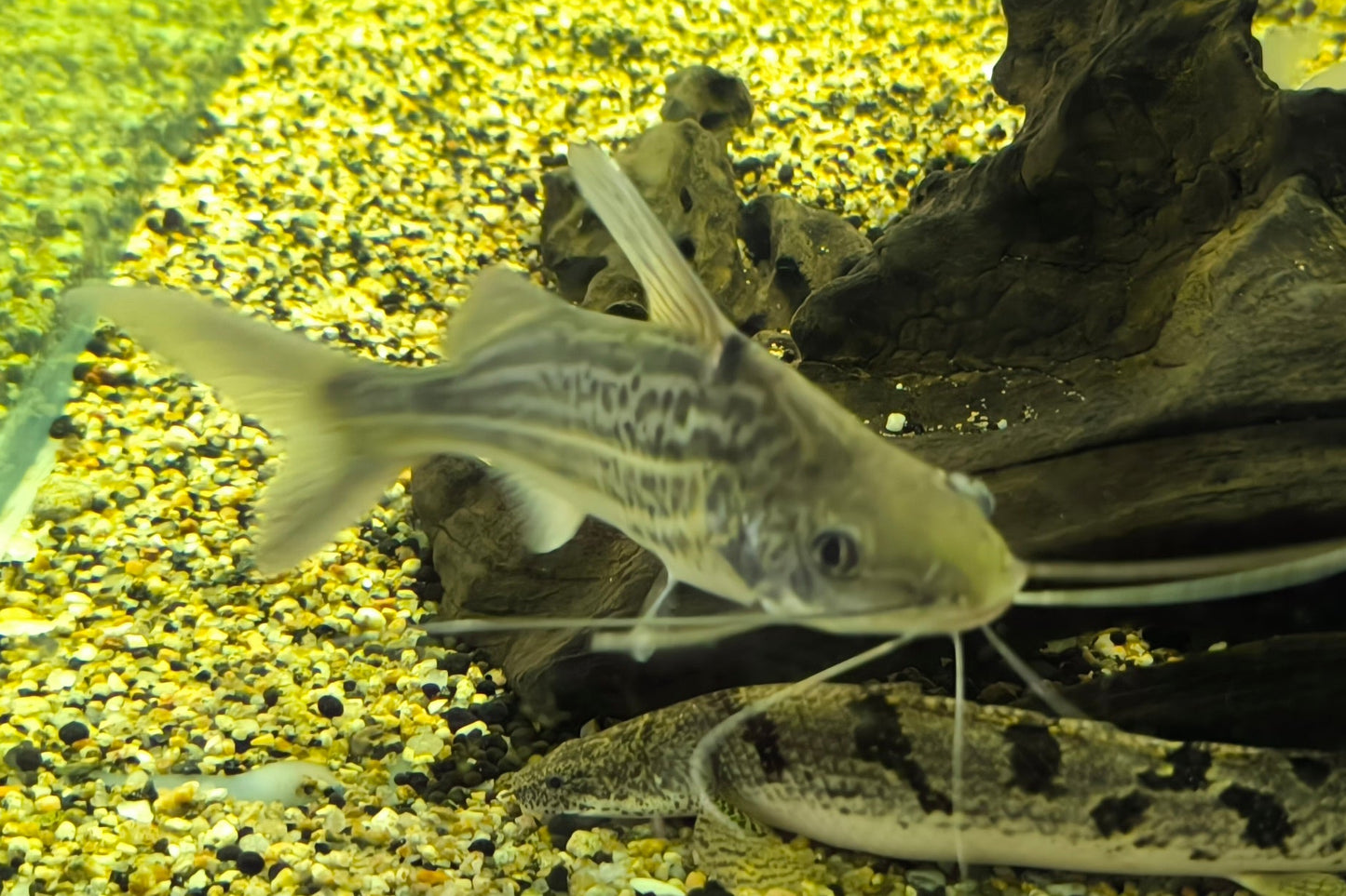 Pimelodella Pictus