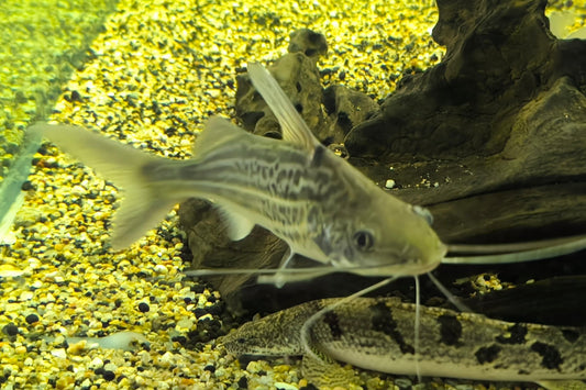 Pimelodella Pictus