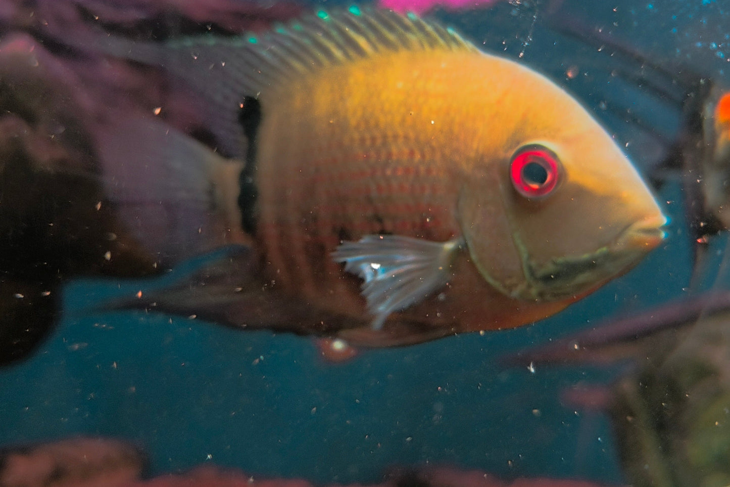 Severum Liberifer