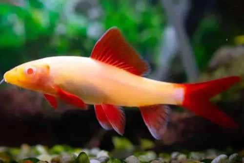 Labeo Albino