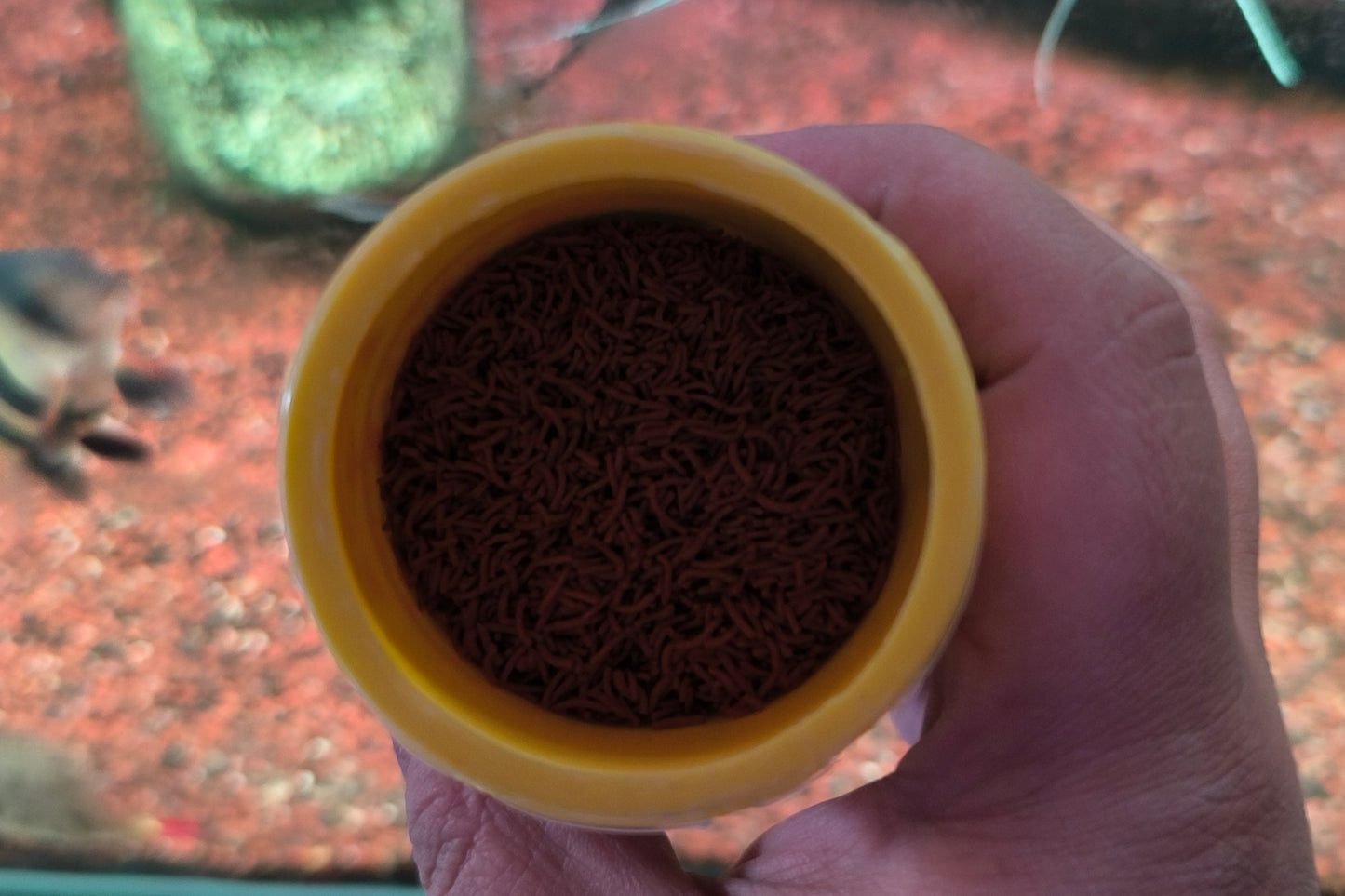 Vivid Worms (gusanos secos)