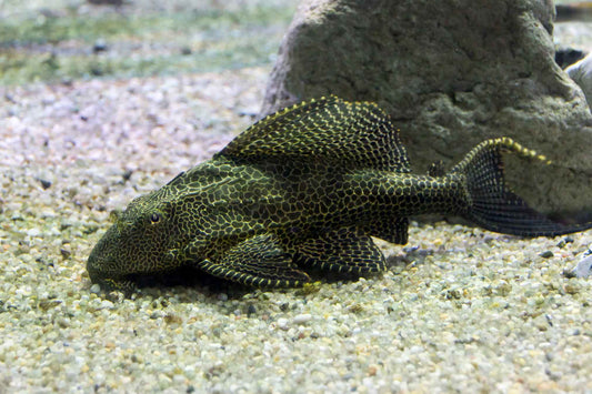 Pleco (hipostomus plecostomus)